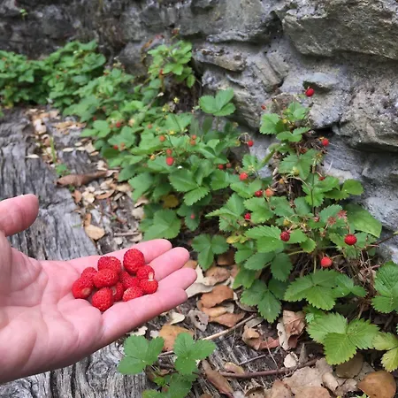 Сasa de vacaciones O Muíño Da Balsiña *