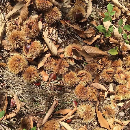 O Muíño Da Balsiña Toiriz (Pontevedra)