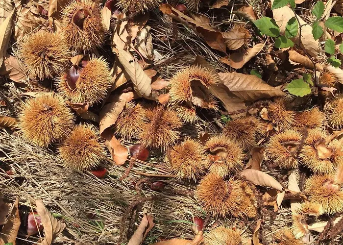 O Muino Da Balsina Toiriz (Pontevedra)